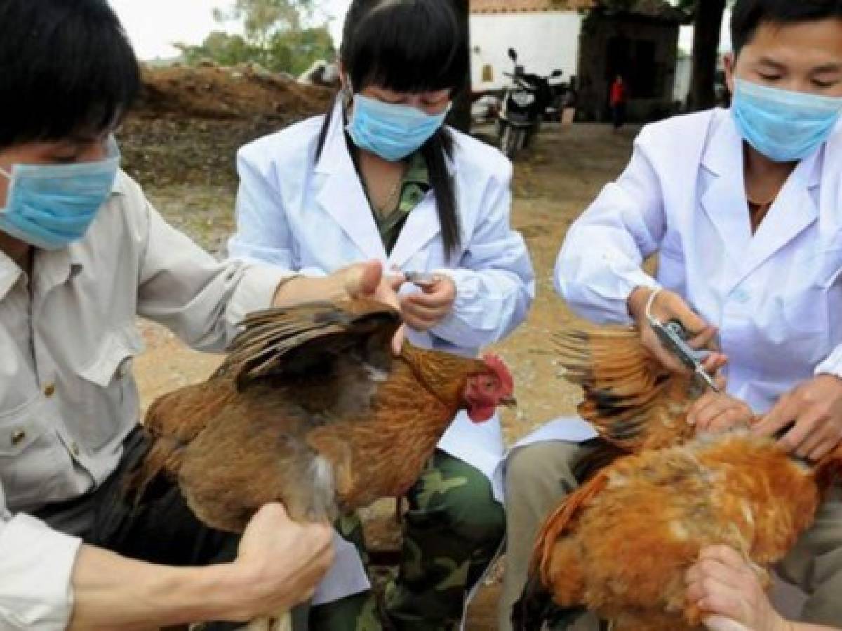 China reporta posible primer caso en humanos de gripe aviar H10N3