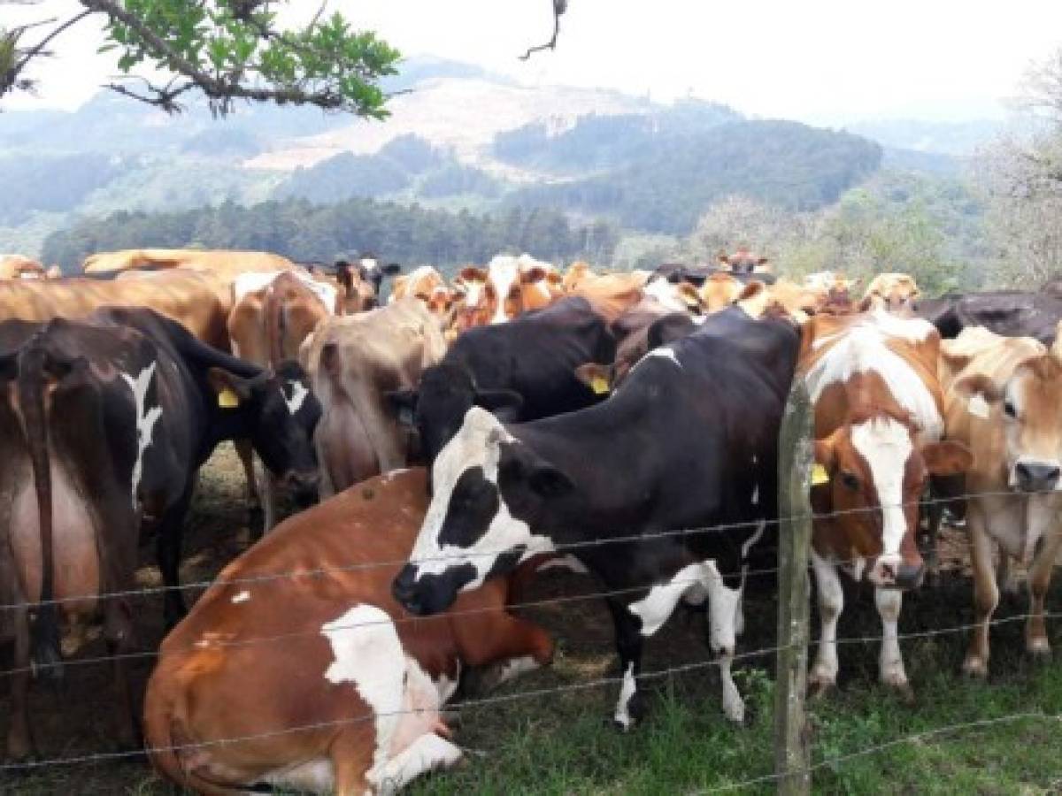 Costa Rica: Exportaciones de lácteos aumentaron 30% en los últimos 5 años