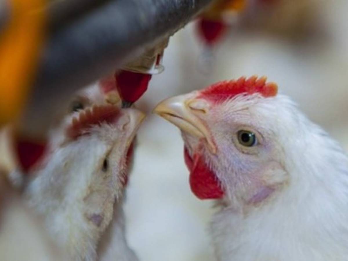 Rusia afirma que detectó primer caso de transmisión de cepa H5N8 de gripe aviar al ser humano