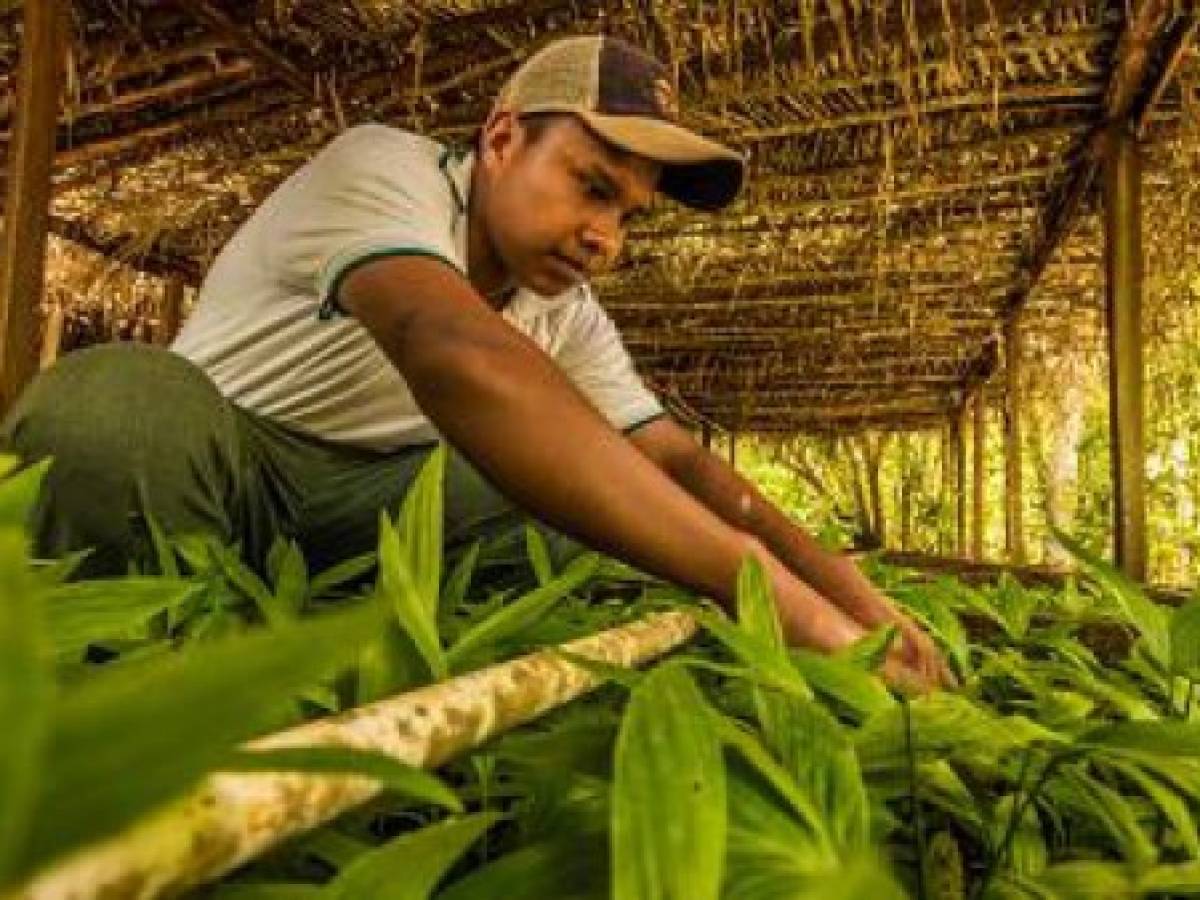 FAO: Proyectos ambientales pueden generar más empleo y crecimiento en América Latina