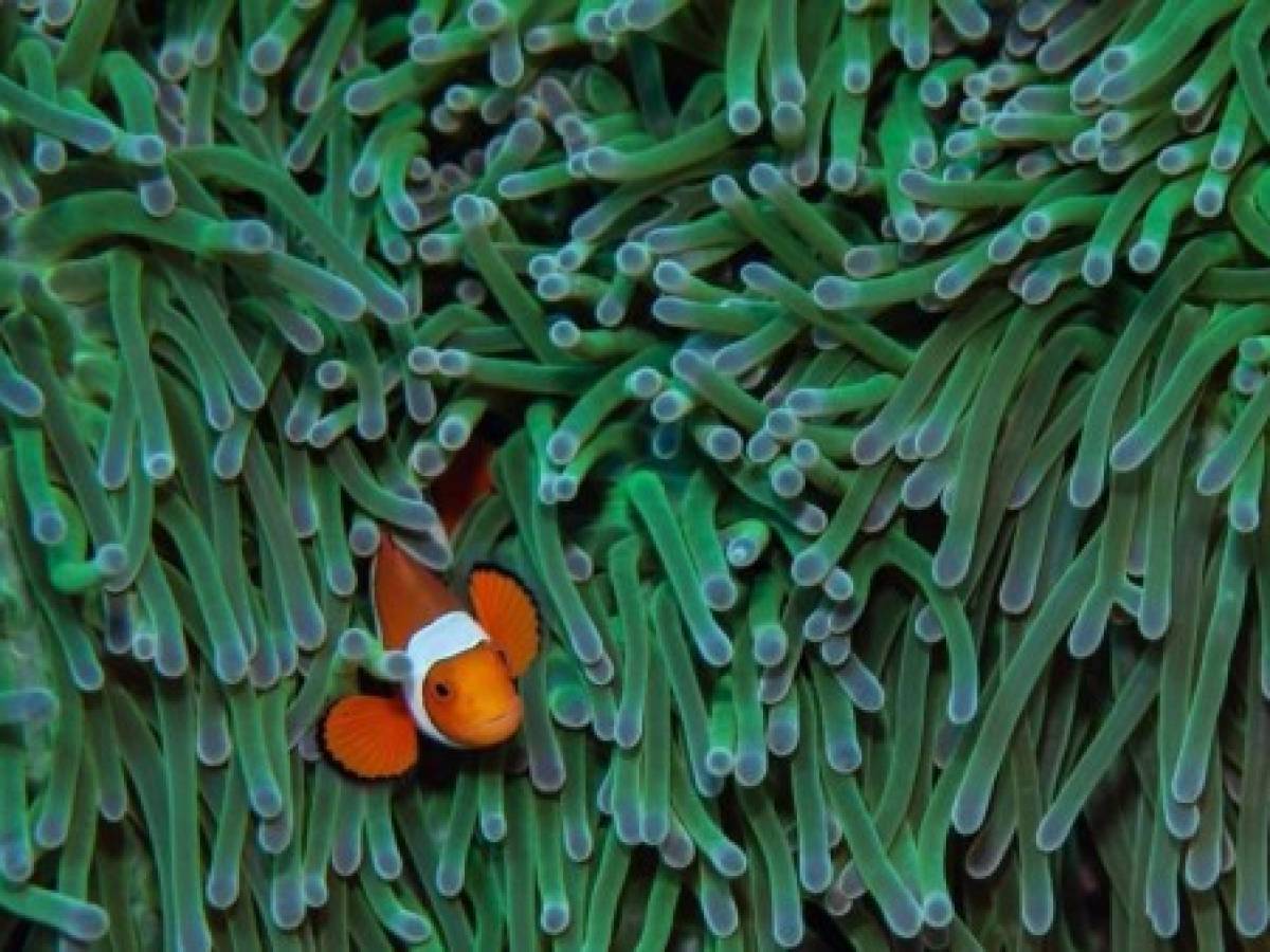 Parece que Nemo no podrá salvarse del cambio climático