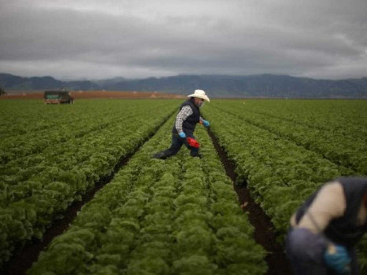 OIT: Reclutadoras de migrantes para visas agrícolas deben ser reguladas
