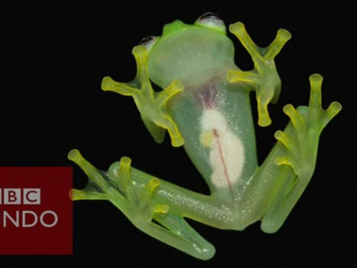 La rana de 'cristal' en Costa Rica