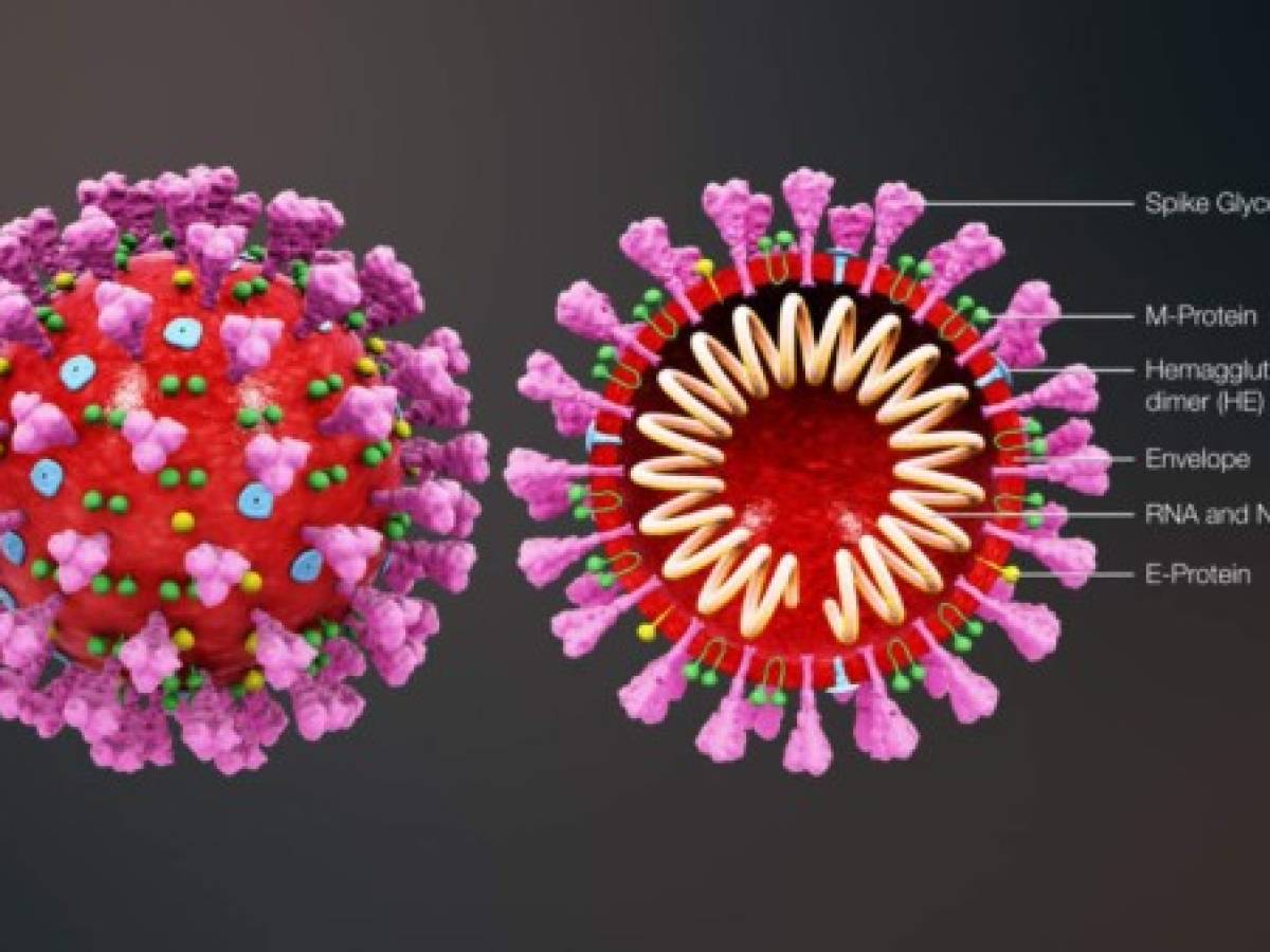 El coronavirus realiza cambios que hacen que las células no lo reconozcan