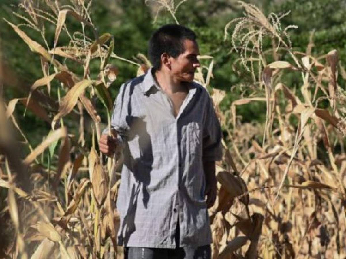 FAO: Habrá aumento de hambre aguda en Centroamérica