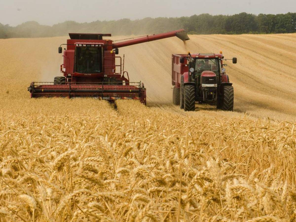 Ucrania lucha por llevar su trigo al mundo