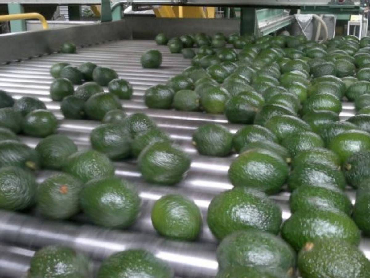 EEUU cierra la puerta a limón argentino y aguacate mexicano