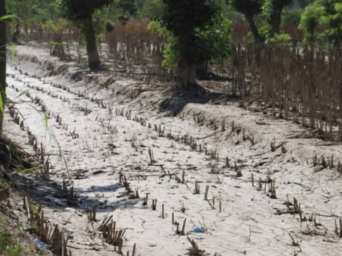 FAO solicita US$37 millones para apoyar a más de medio millón de personas en Guatemala, Honduras y El Salvador