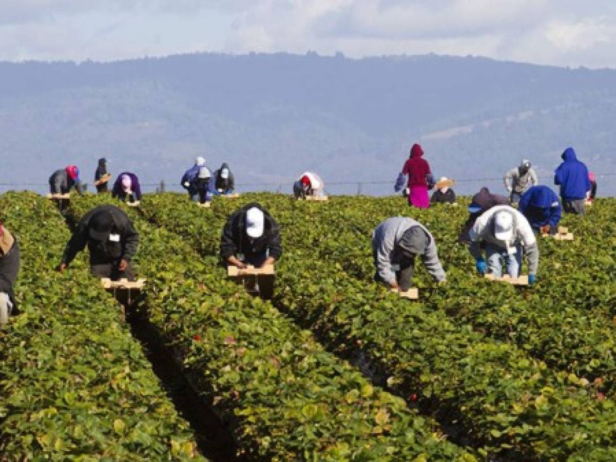 Sube interés de guatemaltecos por laborar en Canadá