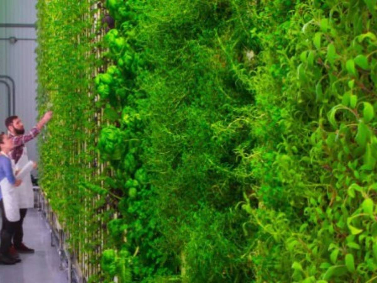 El cultivo high-tech de verduras prolifera en granjas verticales en EEUU