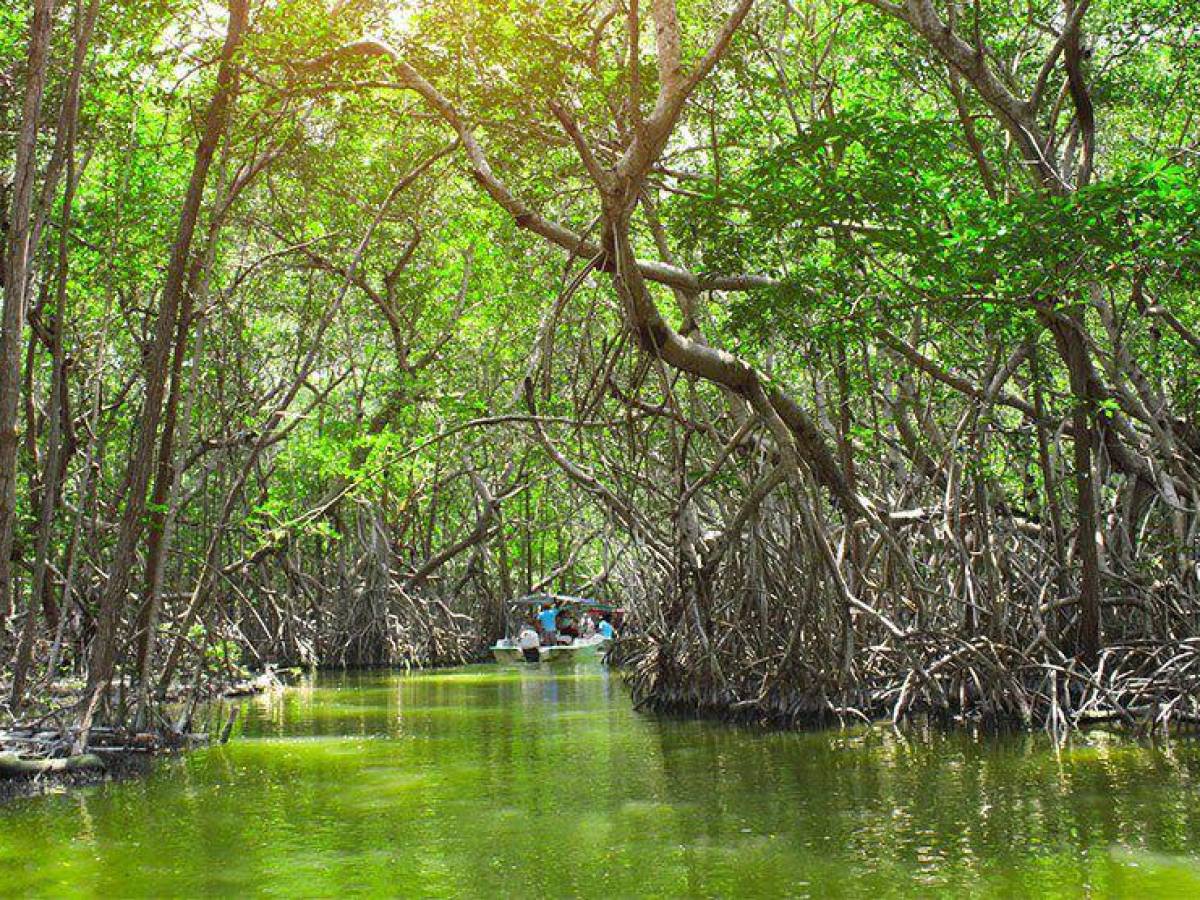 Costa Rica: Organización de mujeres aporta a conservación de biodiversidad y manglar