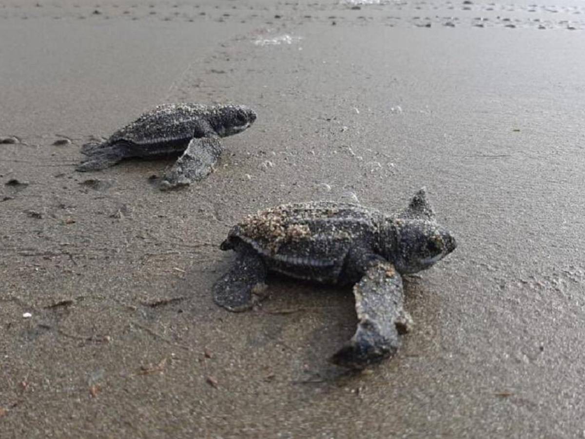 Investigan muerte de tortugas y delfines en Pacífico de Guatemala