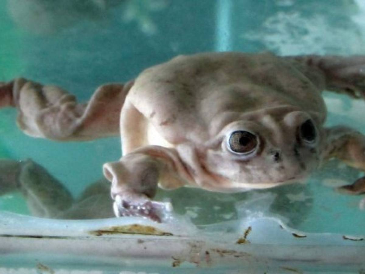 Zoo peruano presenta ranas gigantes amenazadas nacidas en cautiverio