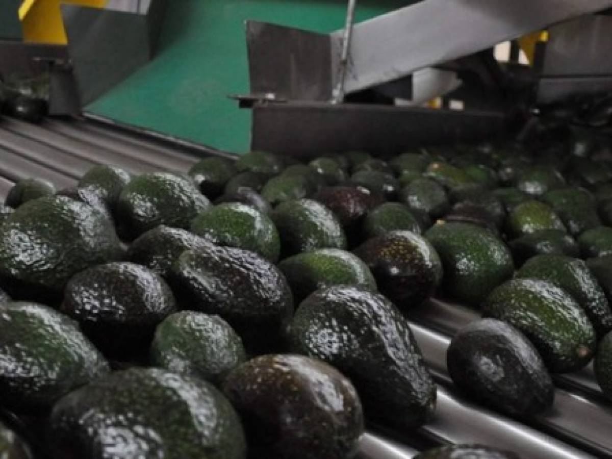 Aguacates en riesgo por anunciado cierre de frontera entre EEUU y México