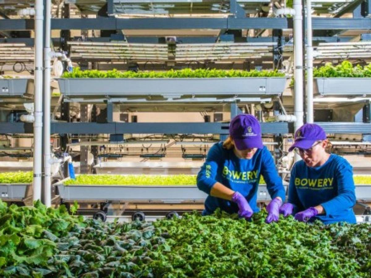 Agricultura vertical: Bowery alcanza valor de US$2.300 millones
