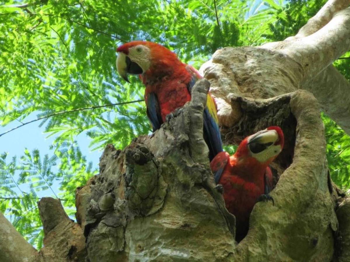 Retoman programa de protección de la Guacamaya Roja en selva de Guatemala