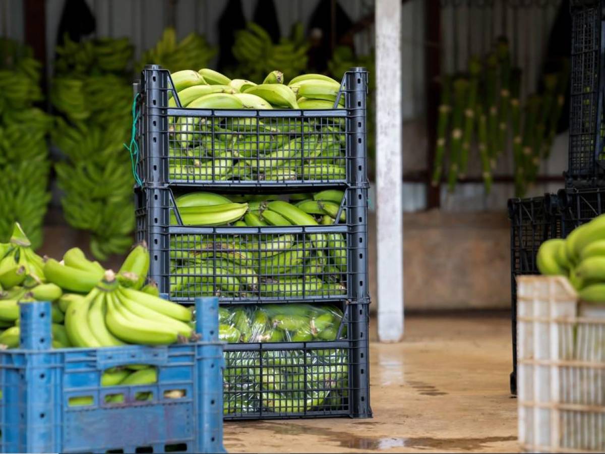 Unas 50 empresas exportadoras de banano implicadas en tráfico de drogas desde Ecuador