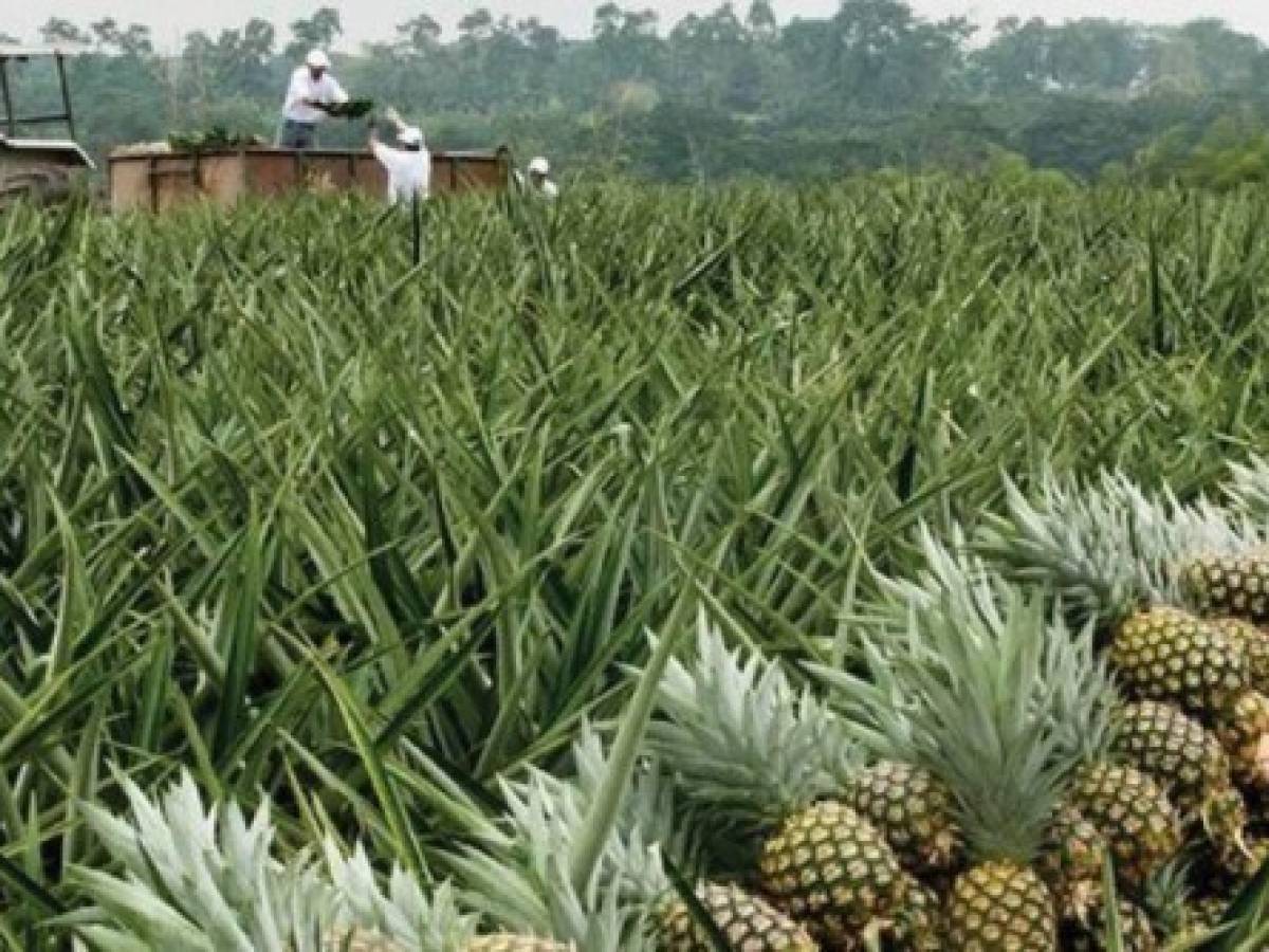 Costa Rica exportará piña a Israel tras vigencia de acuerdo bilateral   