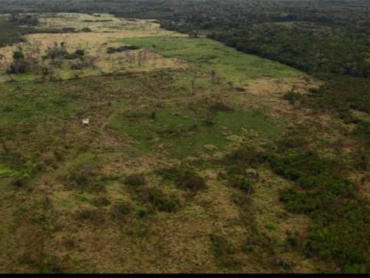 La felicitación de Leonardo DiCaprio para Guatemala por recuperar bosques