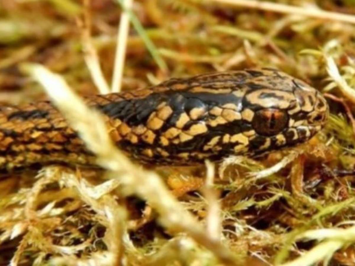 Descubren serpiente ‘Harrison Ford’ en selva de Perú