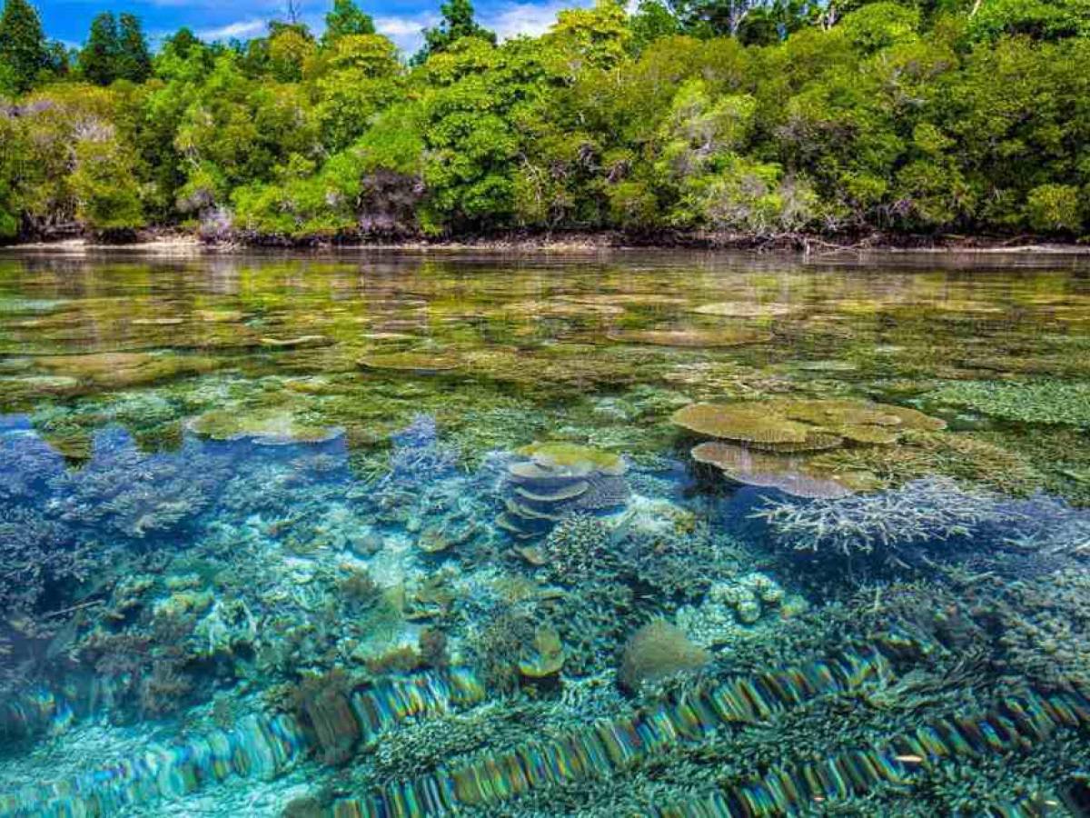 Países de Centroamérica y el Caribe se suman a iniciativa de Biodiverciudades por un mejor futuro