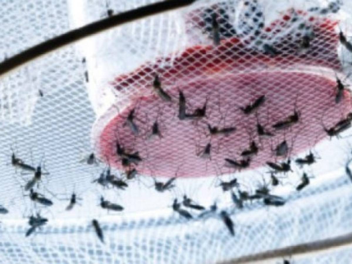 Honduras: Cortés iniciará 2020 en nivel de epidemia por casos de dengue