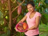 Cultivo de cacao bajo riesgo por cambio climático