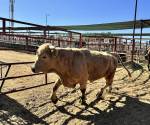 Fotografía de archivo de ganado vacuno siendo trasladado para ser desinfectado en un rancho en Hermosillo (México). EFE/Daniel Sánchez