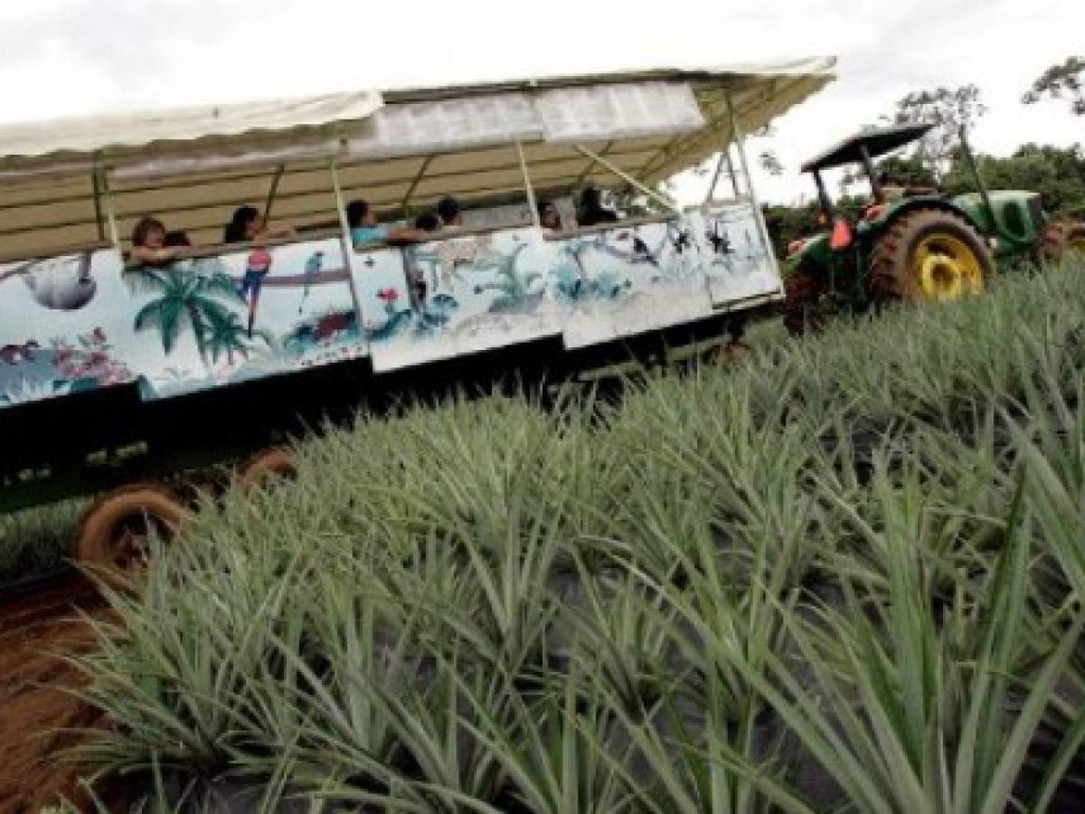 Costa Rica: Producción de piñas en entredicho