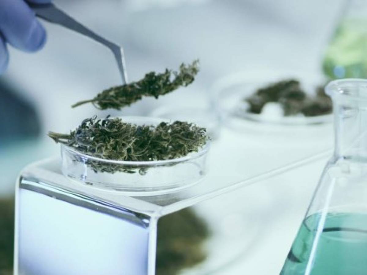 Costa Rica busca el camino para legalizar cannabis medicinal