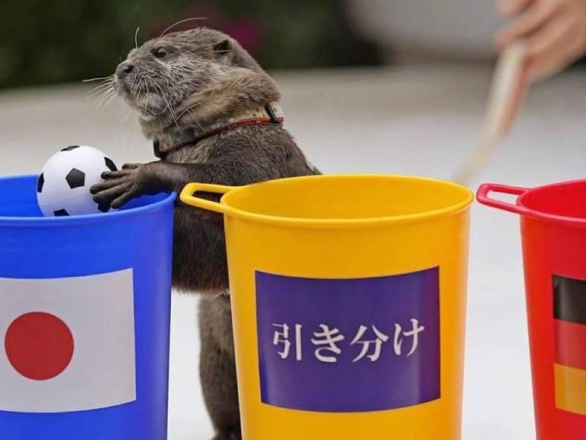 ¿Una nutria es el ‘nuevo Pulpo Paul’ para predecir ganadores del Mundial?