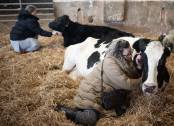 <i>Joanne Gartell participa en una experiencia de 'Cow Cuddling' con un pequeño rebaño de vacas lecheras jubiladas en Dumble Farm en Arram, cerca de Beverley, noreste de Inglaterra, el 29 de noviembre de 2023. Los visitantes han viajado desde todas partes hasta la granja cerca de la ciudad de Beverly en Yorkshire, no para comprar leche, yogur o queso, sino para disfrutar de un abrazo con Morag y sus acompañantes. Fiona Wilson y sus compañeros de granja en Dumble Farm comenzaron a ofrecer sesiones de abrazos en febrero, cuando se hizo evidente que las dificultades económicas de la ganadería lechera moderna se habían vuelto insostenibles. FOTO OLI BUFANDA / AFP</i>