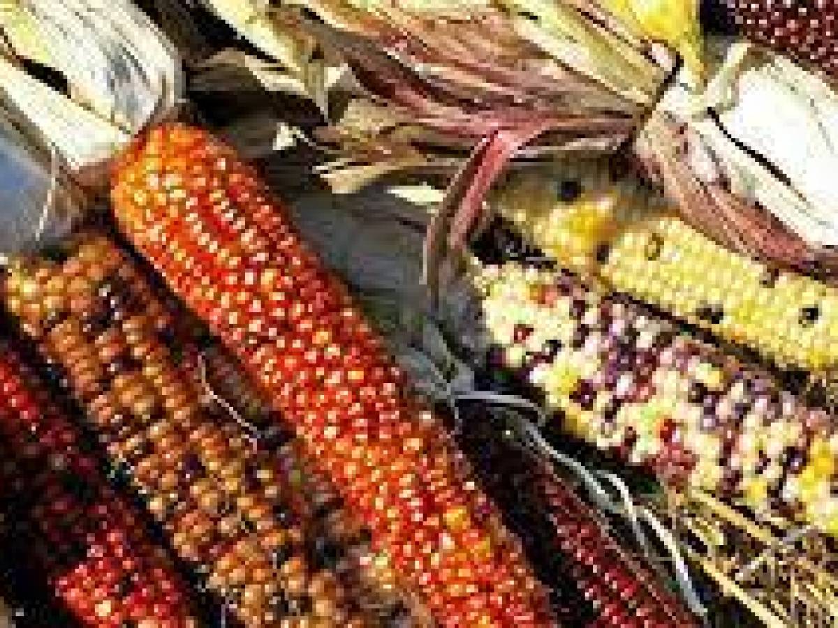 FAO pide a América Latina y el Caribe ‘asegurar seguridad alimentaria para la región y el mundo’