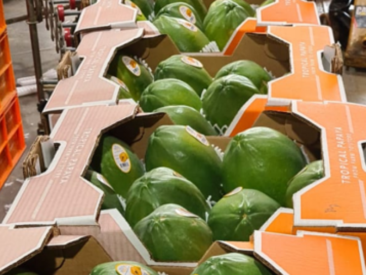 Panamá: Panafruit expande exportación de papaya más allá de EEUU y Canadá, ahora a Europa
