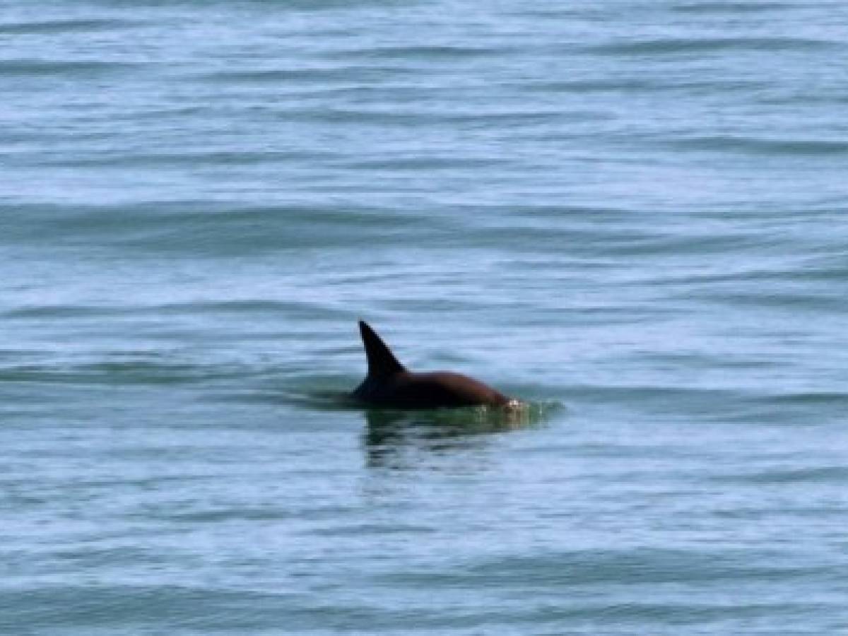 Reportan avistamiento de seis vaquitas marinas en aguas mexicanas