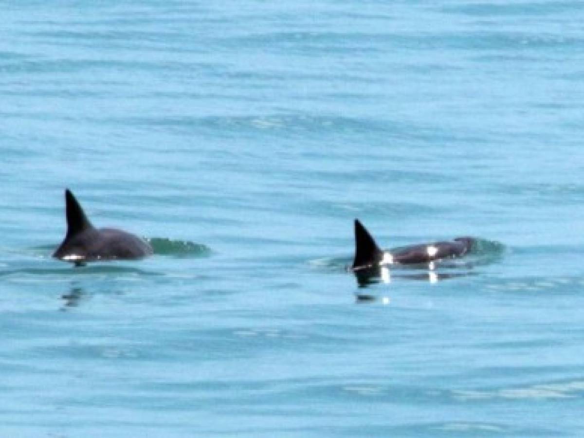 Reportan avistamiento de seis vaquitas marinas en aguas mexicanas