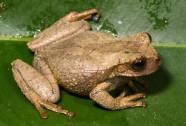 <i>Fotografía que muestra una nueva especie de rana marsupial de color dorado-amarilla, 'gastrotheca amaru', fue descubierta en los bosques de los Andes peruanos, dentro de un área de conservación regional. EFE/ Alessandro Catenazzi </i>