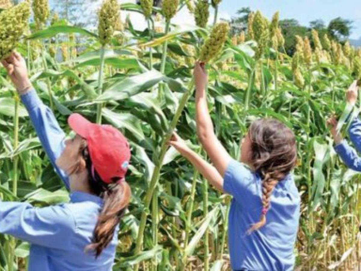Zamorano: Comprometida con la sostenibilidad agrícola tropical