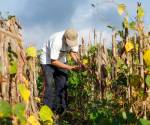 <i>En partes de Centroamérica, el Caribe y el norte de Sudamérica, sus efectos empiezan a superponerse a una situación ya marcada por pérdidas de cosechas, escasez de agua e inseguridad alimentaria. Foto de cortesía</i>