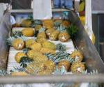 <i>Un contenedor de 54.000 libras de piña fresca saldrá desde Panamá hacia Quebec como resultado directo del programa “Formación y acompañamiento exportador hacia Canadá”. Foto de cortesía</i>