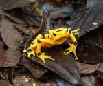 <i>Fotografía cedida por el Instituto Smithsonian de Investigaciones Tropicales (STRI) que muestra a una rana dorada (Atelopus zeteki) liberada en su habitad natural en Panamá. La rana dorada, un anfibio endémico de Panamá no visto en estado silvestre desde hace casi dos décadas, volvió a la naturaleza con la liberación de especímenes criados en cautiverio, informó este miércoles el STRI. EFE/ Ana Endara/ Instituto Smithsonian</i>