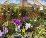 Un meticuloso examen sobre la forma, el color, el tamaño de cada flor y la manera en que son cultivadas más de 900 especies de orquídeas llevó a que un grupo de expertos eligiera la orquídea ideal de cada variedad, en un certamen de belleza que se realiza hasta este domingo en Panamá. EFE/ Marcelino Rosario