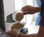 <i>El café especial geisha, el más caro del mundo y producido en Panamá, tiene una cosecha muy pequeña este año debido a la variabilidad climática, algo que, sin embargo, puede redundar en un producto con mejores características. EFE/ Marcelino Rosario</i>