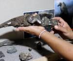 <i> Fotografía muestra un dedo de perezoso gigante fosilizado encontrado por los hermanos Cristian y Amado Vargas en Coto Brus (Costa Rica). EFE/ Douglas Marín</i>