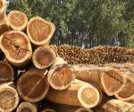 <i>La Mesa Permanente para la Gestión de Riesgos en El Salvador expuso que un 15 % (13.000 hectáreas) se perdieron entre 2019 y 2025. Foto de alffoto / Getty Images/iStockphoto</i>