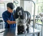 <i>Este cambio en la relación entre las personas y sus animales se refleja también en el consumo de servicios especializados. Foto de cortesía</i>