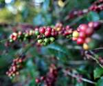 <i>El mercado europeo se consolida como el principal comprador del café hondureño al adquirir el 52 % de la producción exportada, seguido por Norteamérica, con el 42 %. FOTO ARCHIVO E&amp;N</i>