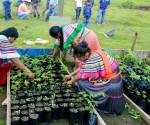 En 2026, México inició una segunda fase de Sembrando Vida en El Salvador, centrada en fortalecer la seguridad alimentaria y la productividad agrícola. Foto de cortesía