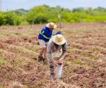 <i>Como parte de esos esfuerzos, la SAG mantiene una inversión cercana a US$57.7 millones destinada a programas de incentivos productivos para pequeños agricultores y ganaderos. Foto de cortesía</i>