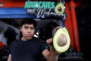 <i>Un comerciante muestra un aguacate este jueves, en el mercado de abastos en la ciudad de Guadalajara en Jalisco (México). Productores de aguacate en México destacaron este viernes las exportaciones récord a Estados Unidos con un incremento del 11 % los envíos para el partido de fútbol americano del Super Bowl, el mayor acontecimiento deportivo en EE.UU., y que se ha convertido en sinónimo de la salsa de guacamole, aunque advirtieron de la creciente competencia con otros países suramericanos. EFE/ Francisco Guasco</i>